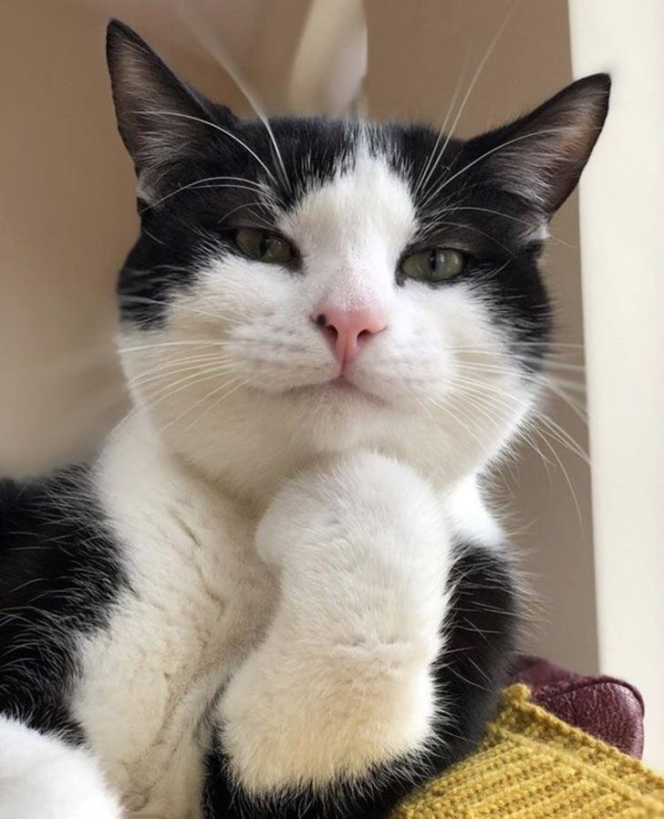 Cómo cuidar a tu gato en casa: guía completa para principiantes